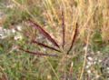 Bothriochloa ischaemum